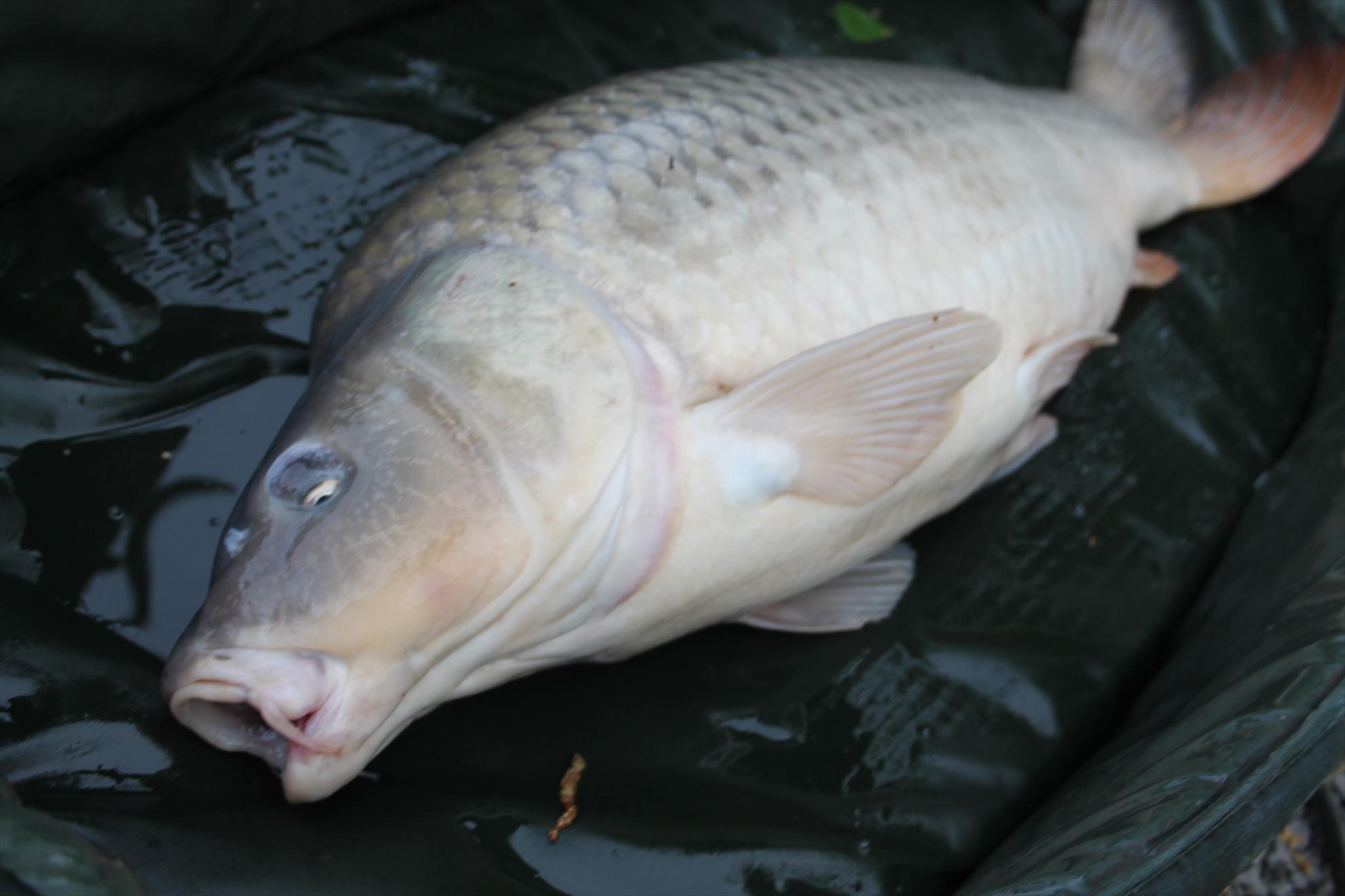 Nagykallo 2013 FedeerTeamUnique - nagykallo-aprilie2013-570.JPG